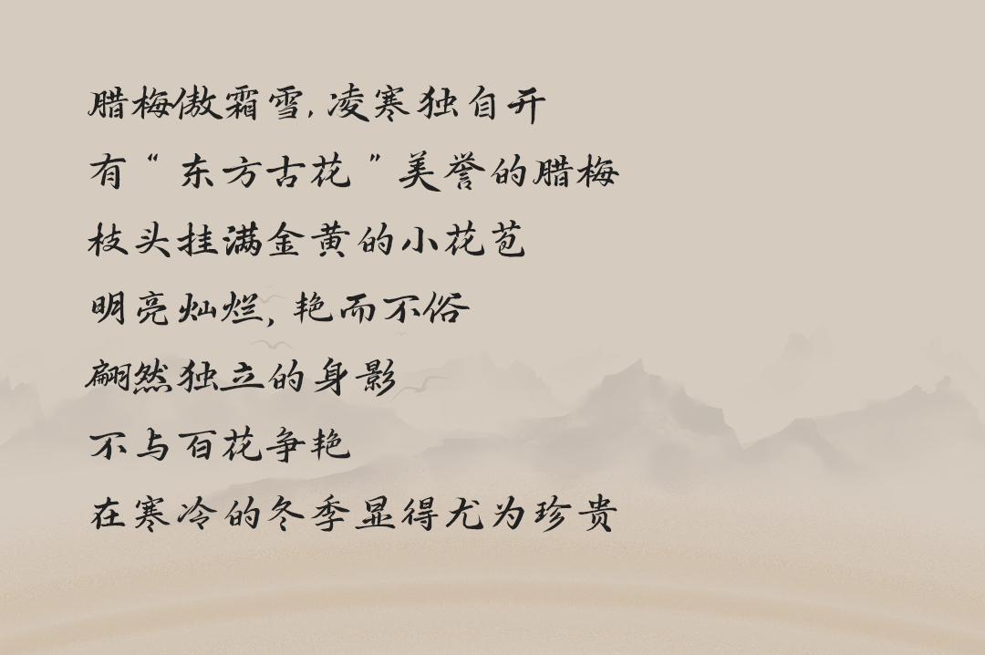 臘梅糖漿_03.png